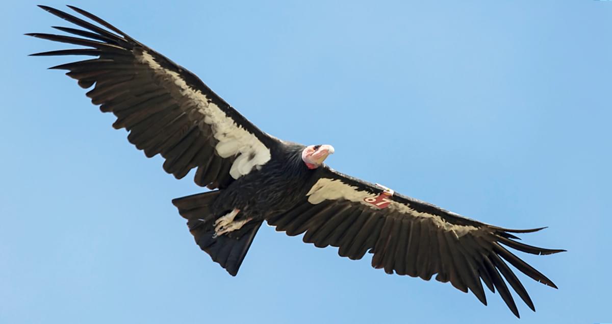 Alta Article: Condors Lords of the Fly