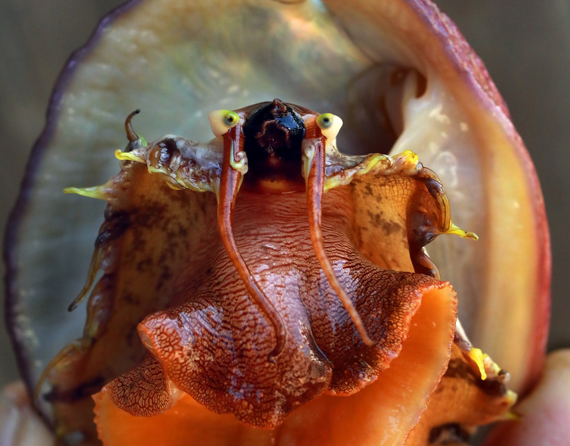 The Guardian: Sex and the Sea Snail