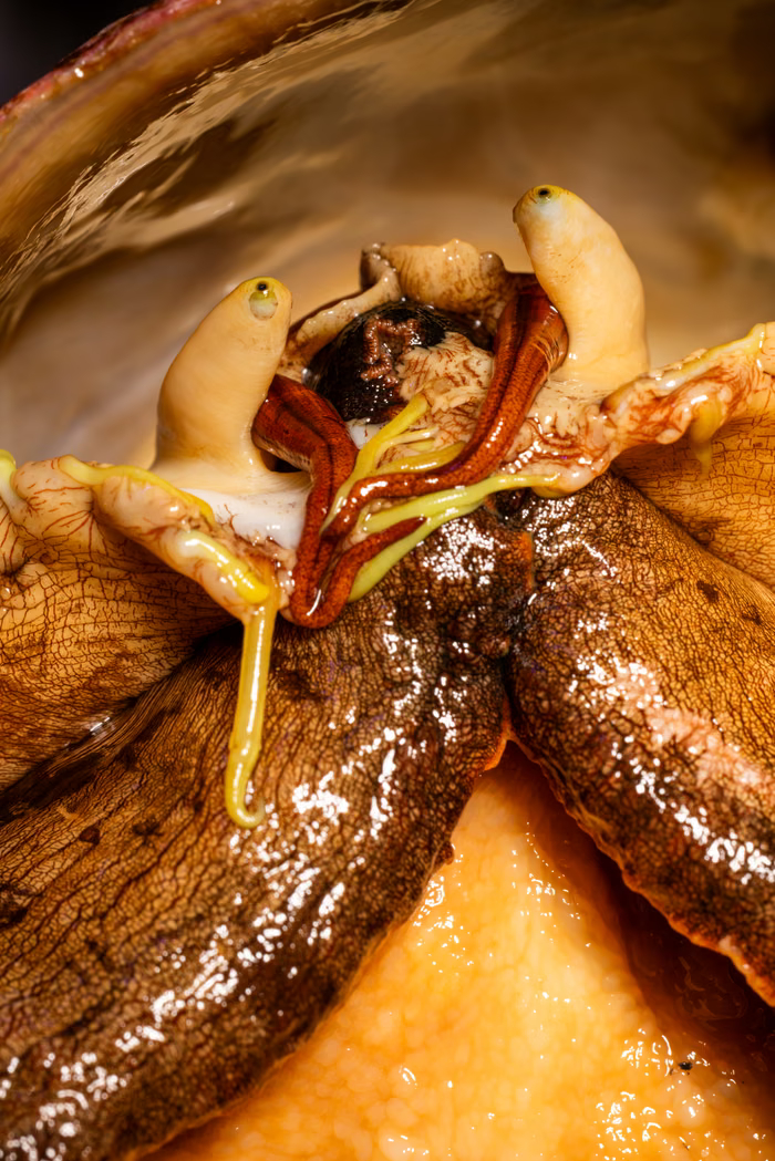 The Guardian: Sex and the Sea Snail